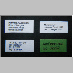 Monomorium rothsteini Forel, 1902 Label