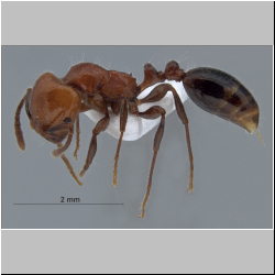 Monomorium rothsteini Forel, 1902 lateral