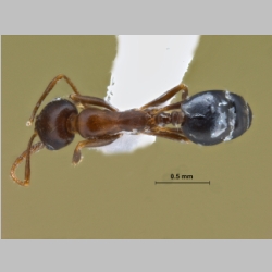 Monomorium ruzskyi Dlussky & Zabelin, 1985 dorsal