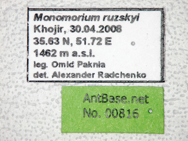 Foto Monomorium ruzskyi Dlussky & Zabelin, 1985 Label