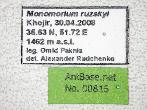 Monomorium ruzskyi Dlussky & Zabelin, 1985 Label