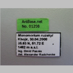 Monomorium ruzskyi Dlussky & Zabelin, 1985 Label