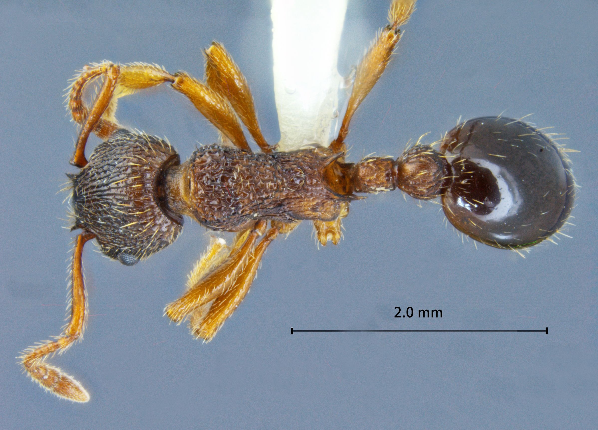 Foto Myrmica ademonia Bolton, 1995 dorsal