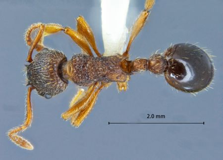 Myrmica ademonia Bolton, 1995 dorsal