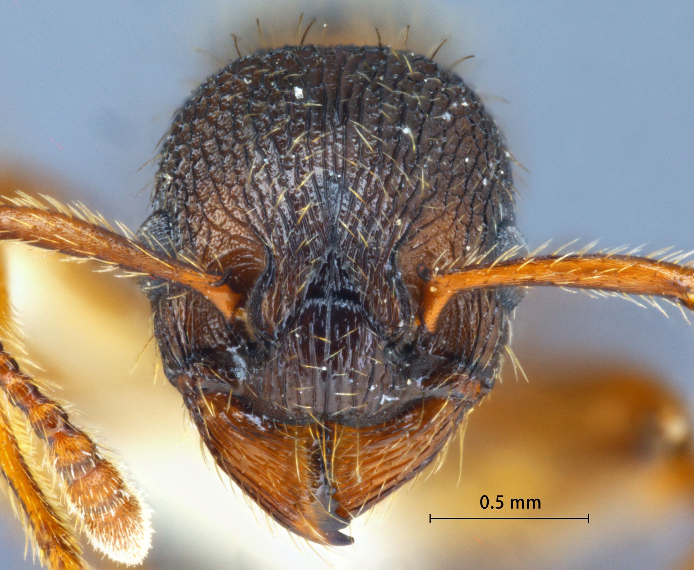 Foto Myrmica ademonia Bolton, 1995 frontal