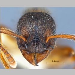 Myrmica ademonia Bolton, 1995 frontal