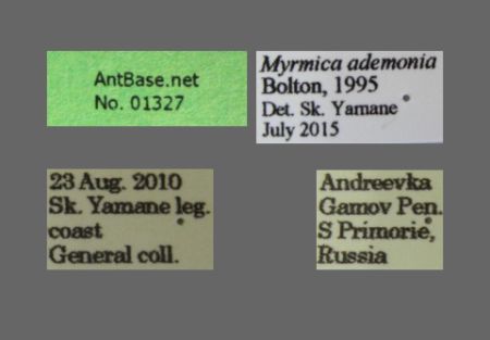 Myrmica ademonia Bolton, 1995 Label