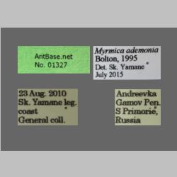 Myrmica ademonia Bolton, 1995 Label