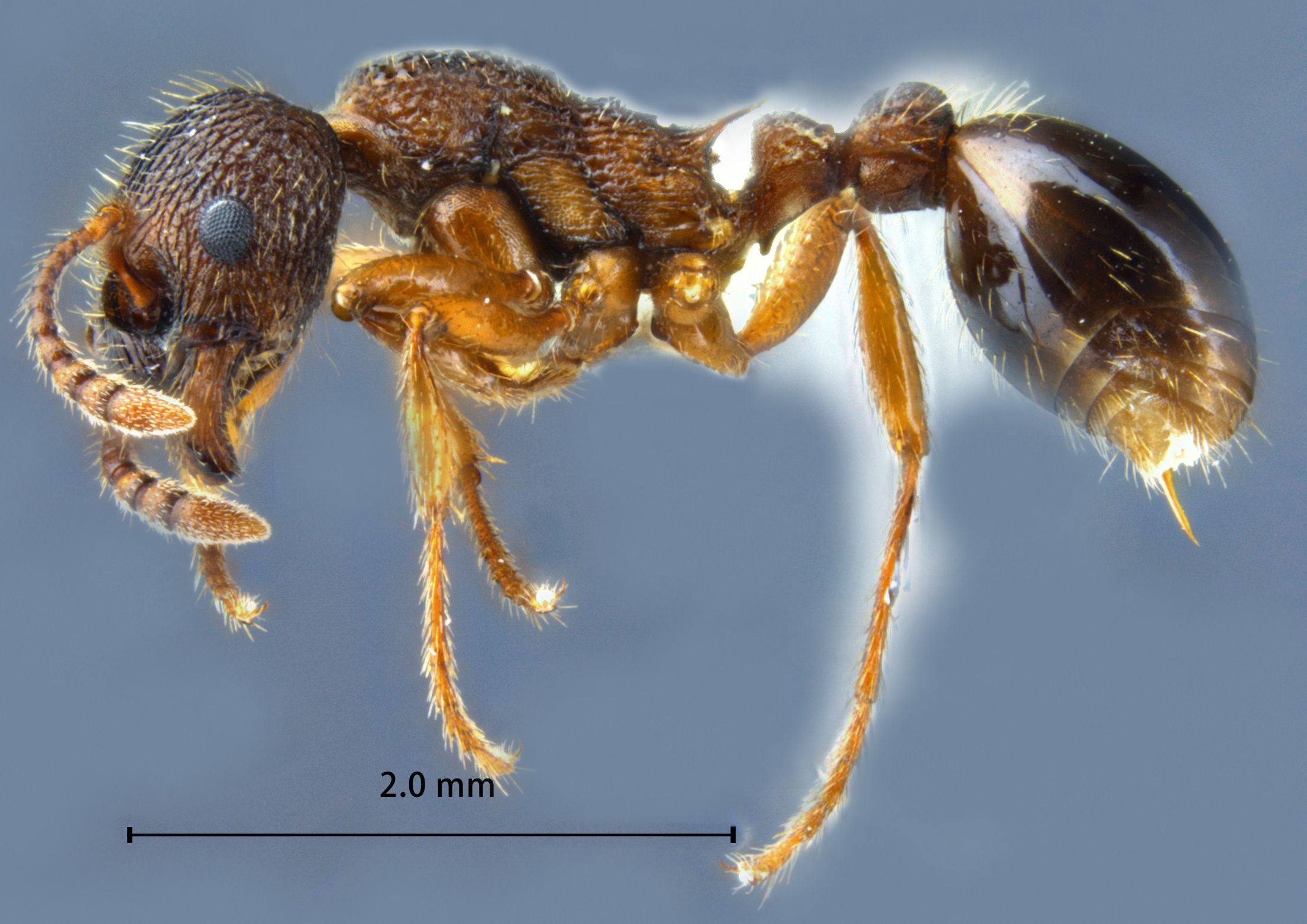 Foto Myrmica ademonia Bolton, 1995 lateral