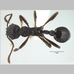 Myrmica adrijae Bharti, 2012 dorsal