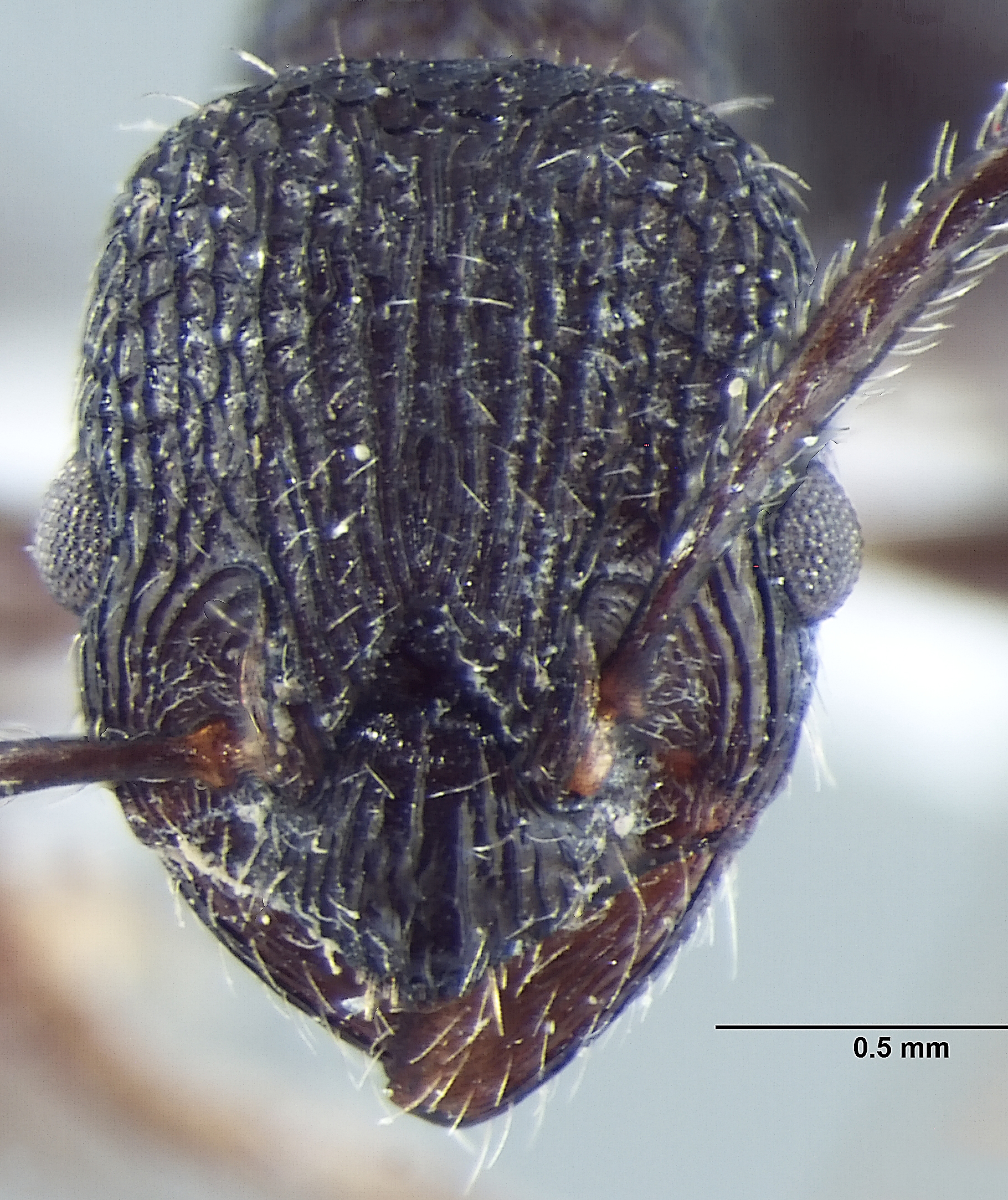 Foto Myrmica adrijae Bharti, 2012 frontal