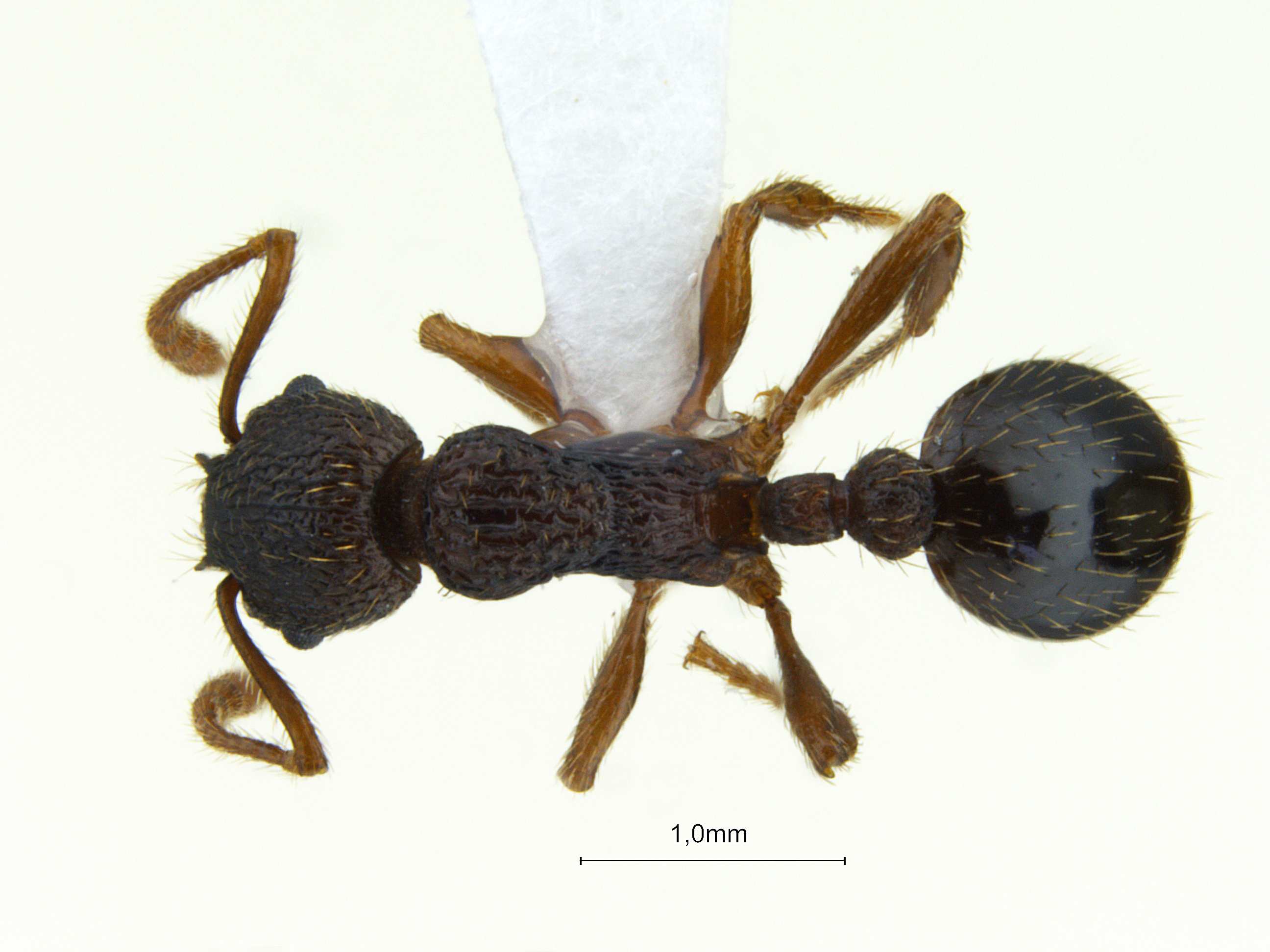 Foto Myrmica angulinodis Ruzsky, 1905 dorsal