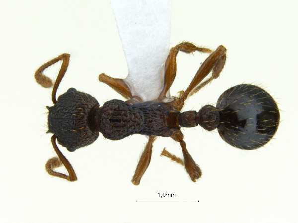 Myrmica angulinodis Ruzsky, 1905 dorsal