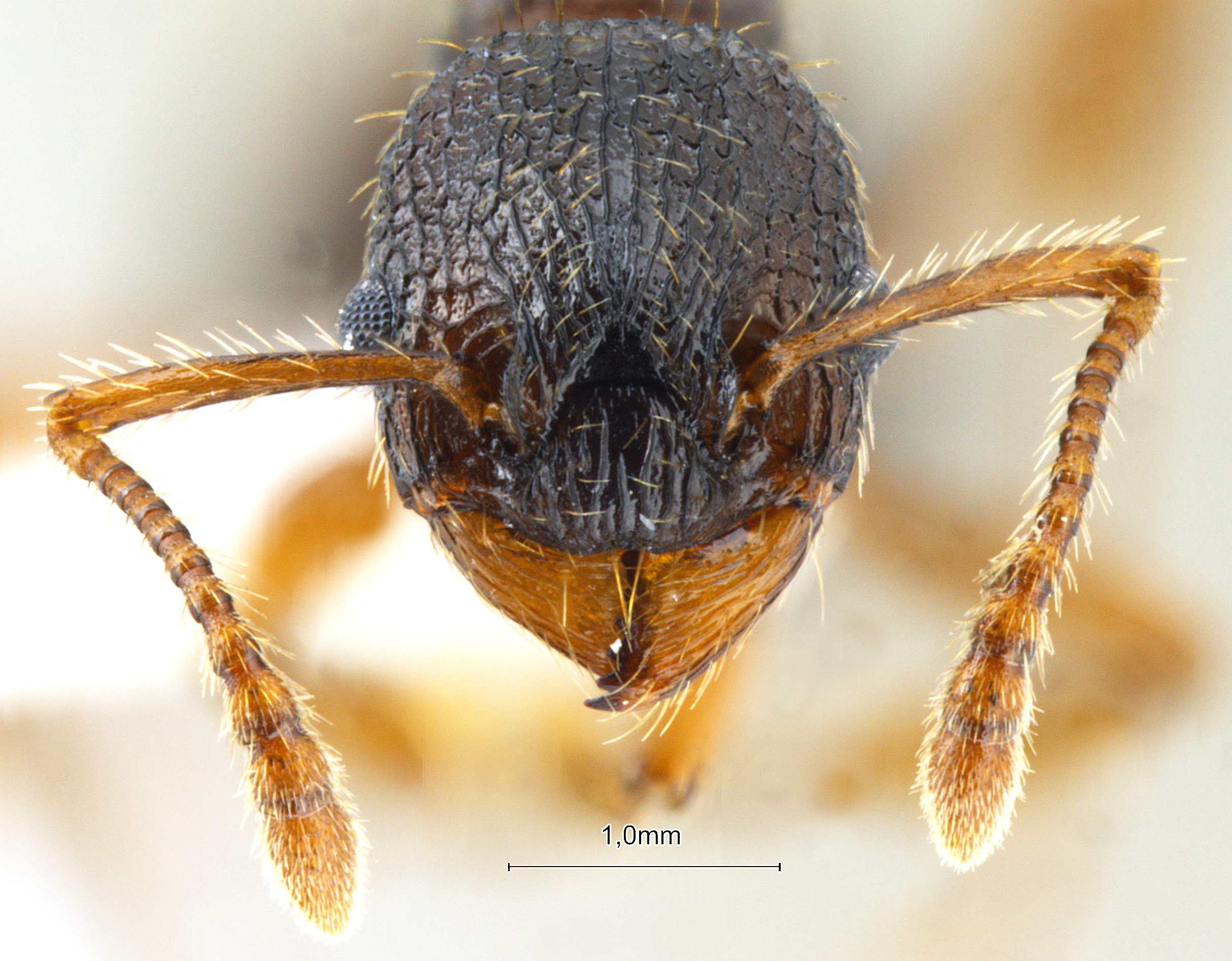 Foto Myrmica angulinodis Ruzsky, 1905 frontal