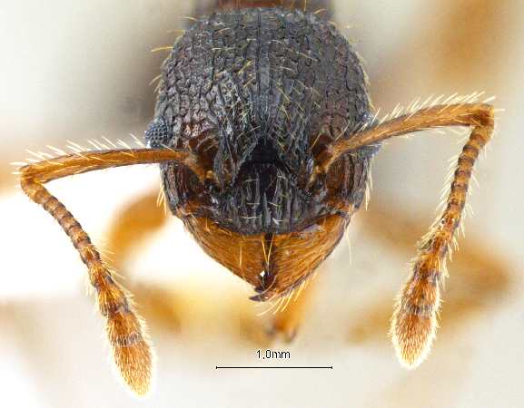 Myrmica angulinodis Ruzsky, 1905 frontal