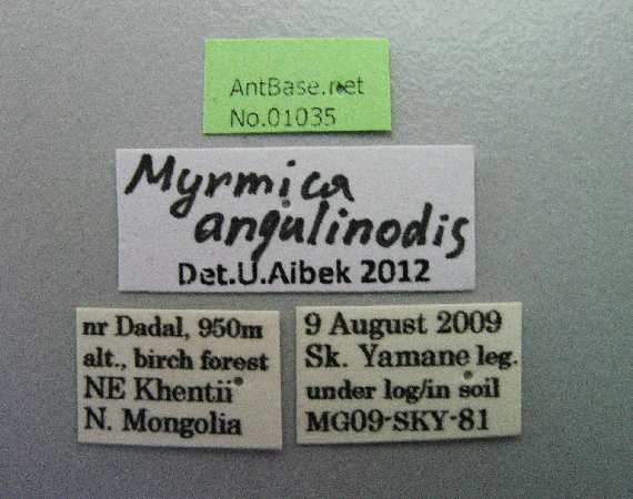 Foto Myrmica angulinodis Ruzsky, 1905 Label