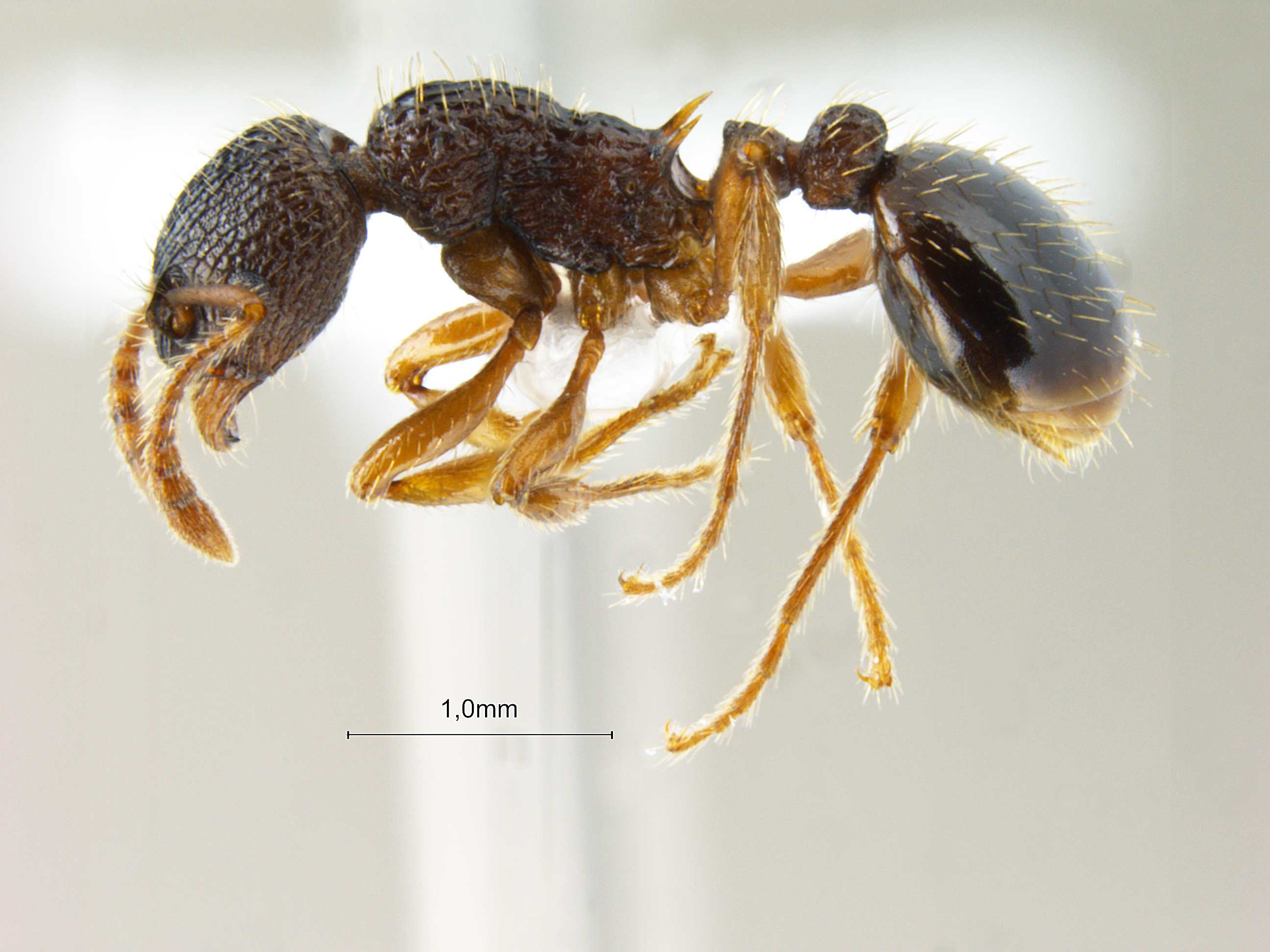 Foto Myrmica angulinodis Ruzsky, 1905 lateral