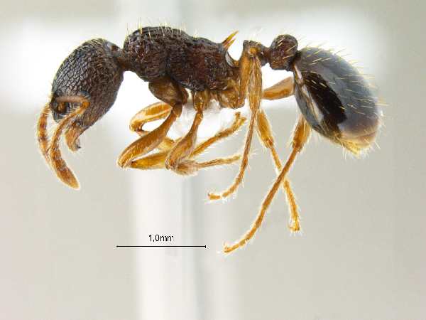 Myrmica angulinodis Ruzsky, 1905 lateral