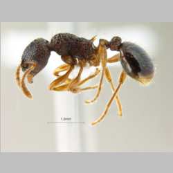 Myrmica angulinodis Ruzsky, 1905 lateral