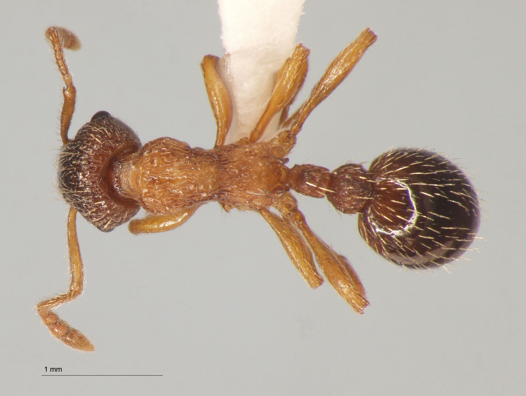 Foto Myrmica angulinodis Ruzsky, 1905 dorsal