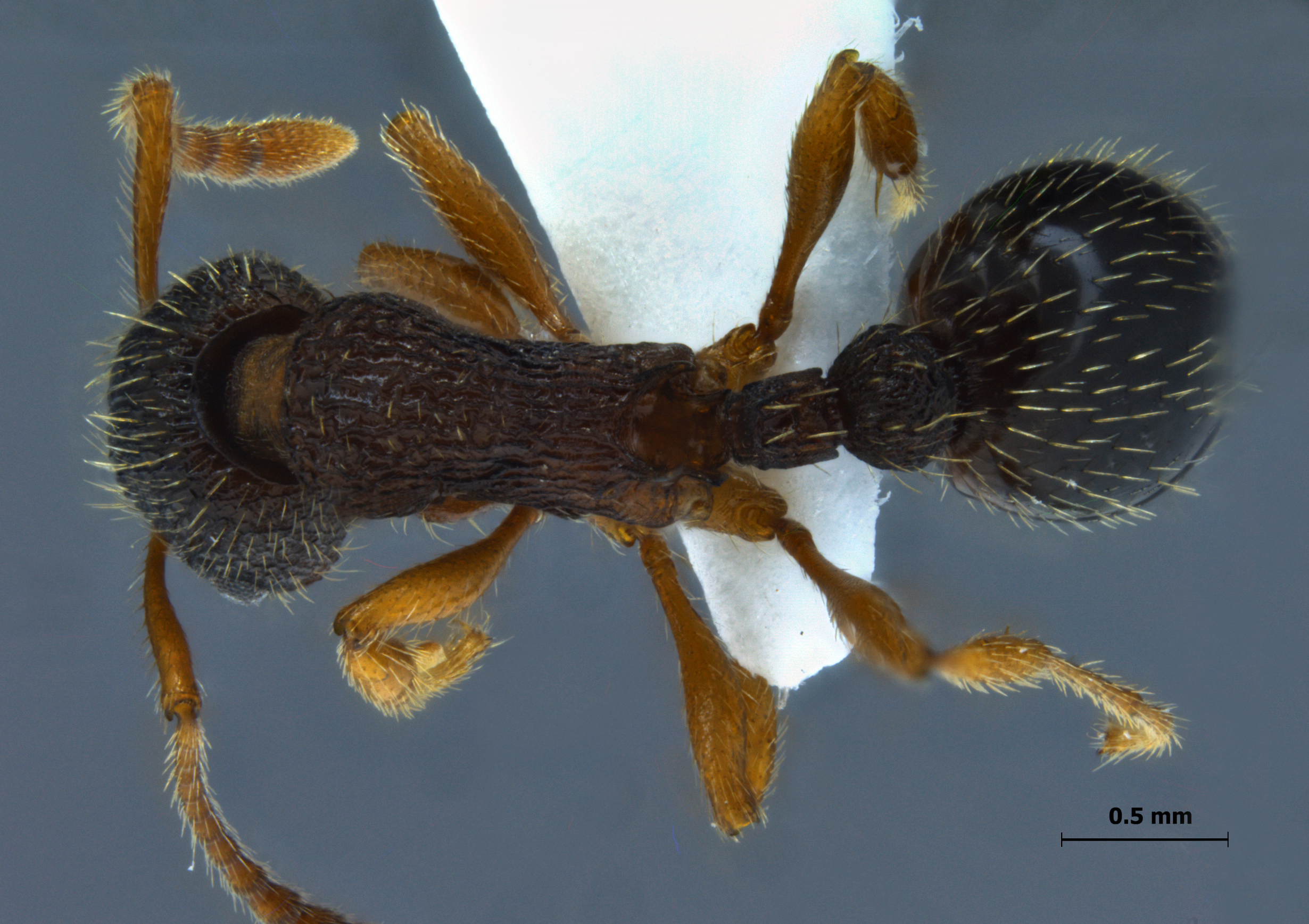 Foto Myrmica angulinodis Ruzsky, 1905 dorsal