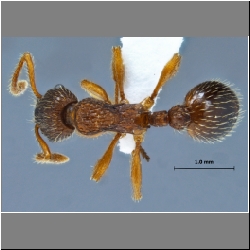 Myrmica angulinodis Ruzsky, 1905 dorsal