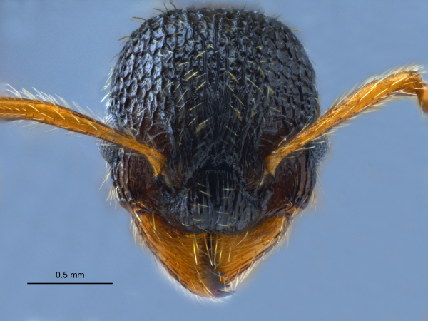 Myrmica angulinodis Ruzsky, 1905 frontal