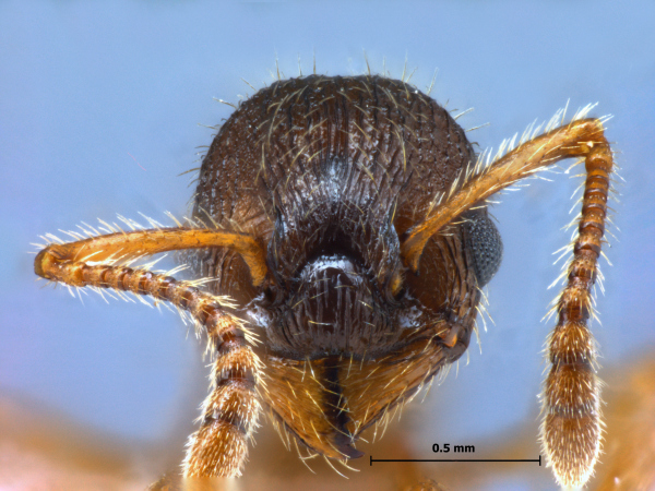 Myrmica angulinodis Ruzsky, 1905 frontal