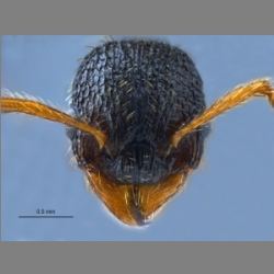 Myrmica angulinodis Ruzsky, 1905 frontal