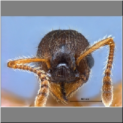 Myrmica angulinodis Ruzsky, 1905 frontal