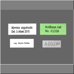 Myrmica angulinodis Ruzsky, 1905 Label