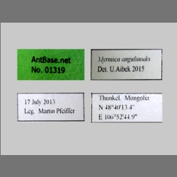 Myrmica angulinodis Ruzsky, 1905 Label