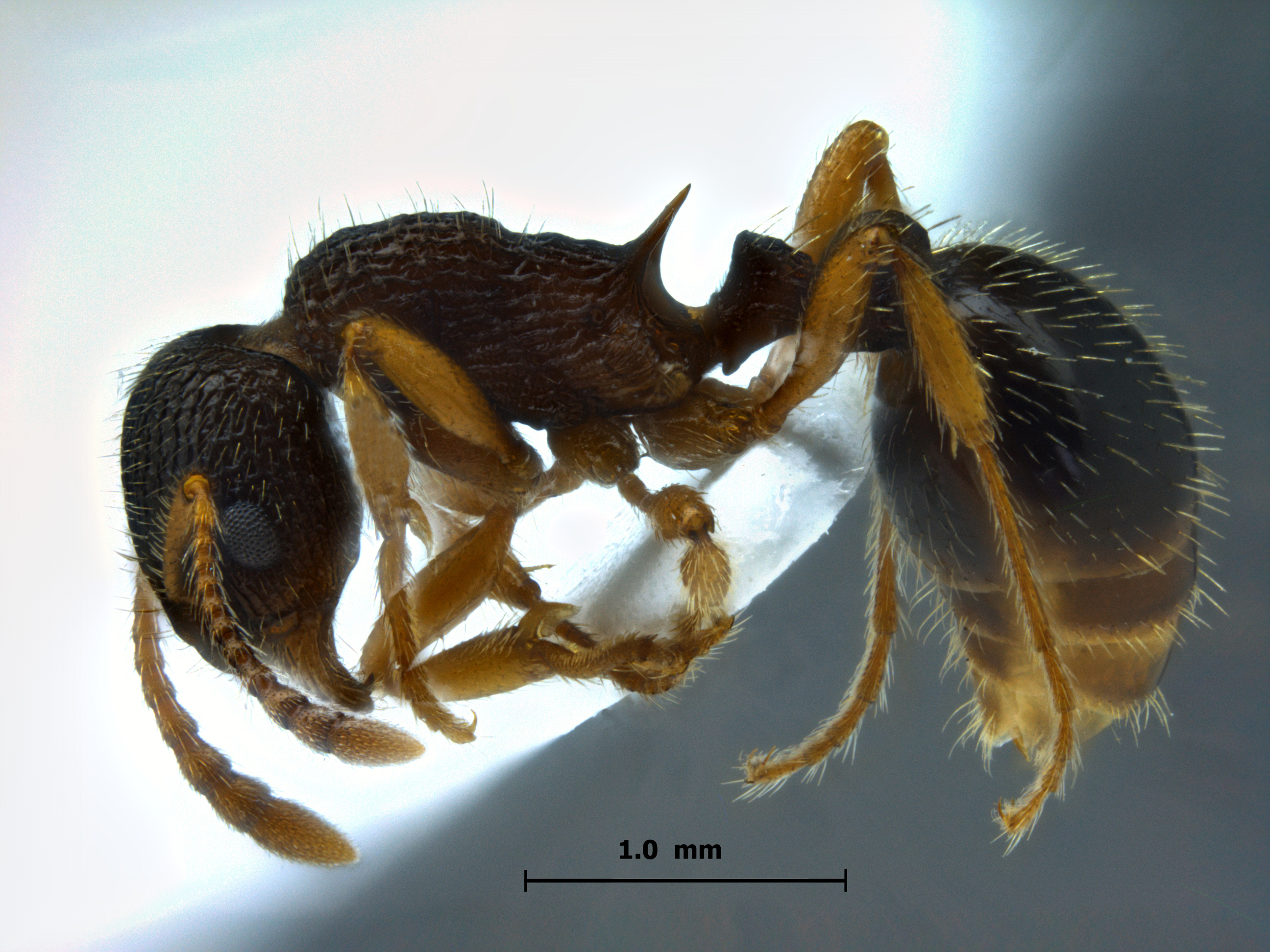 Foto Myrmica angulinodis Ruzsky, 1905 lateral