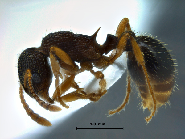 Myrmica angulinodis Ruzsky, 1905 lateral