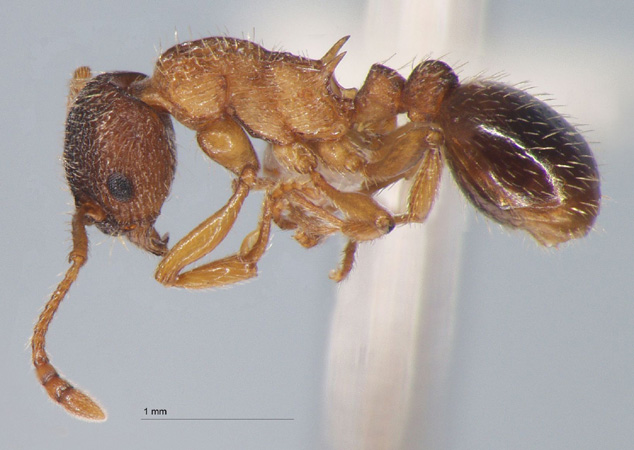 Myrmica angulinodis Ruzsky, 1905 lateral