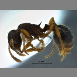 Myrmica angulinodis Ruzsky, 1905 lateral