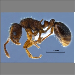 Myrmica angulinodis Ruzsky, 1905 lateral