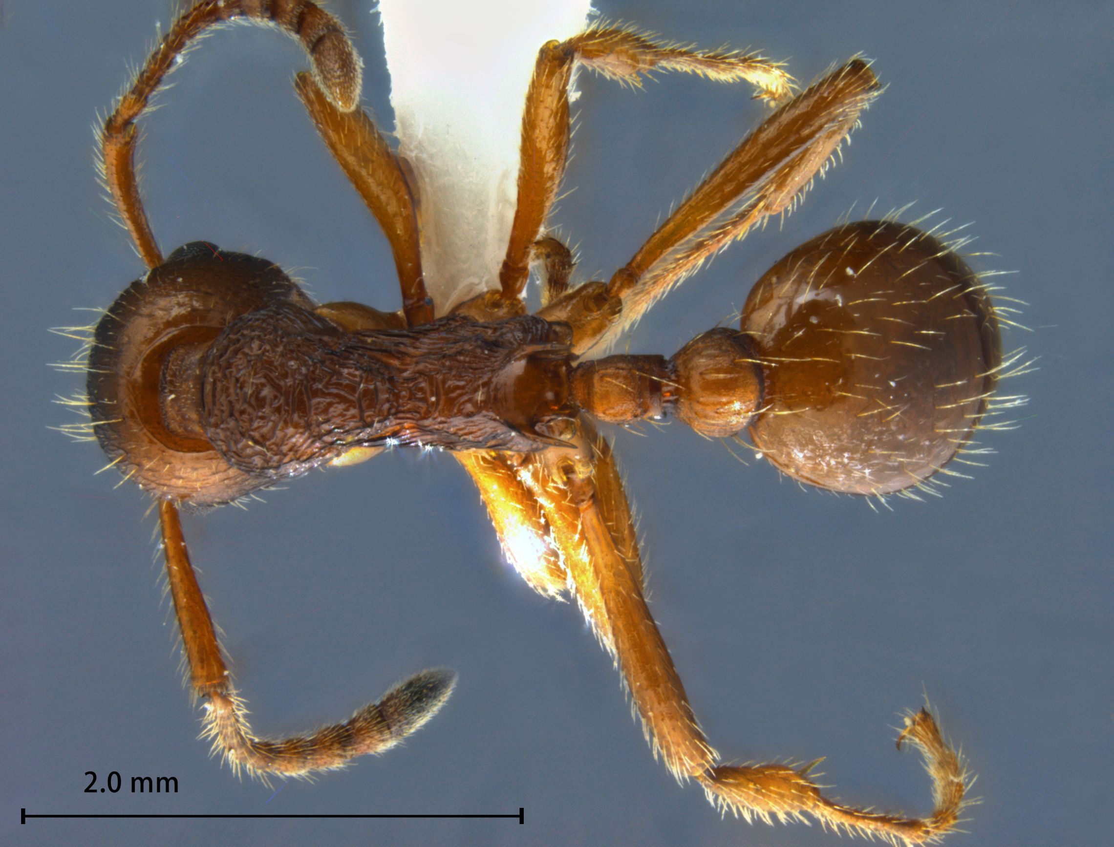 Foto Myrmica arisana Wheeler, 1930 dorsal