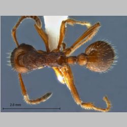 Myrmica arisana Wheeler, 1930 dorsal