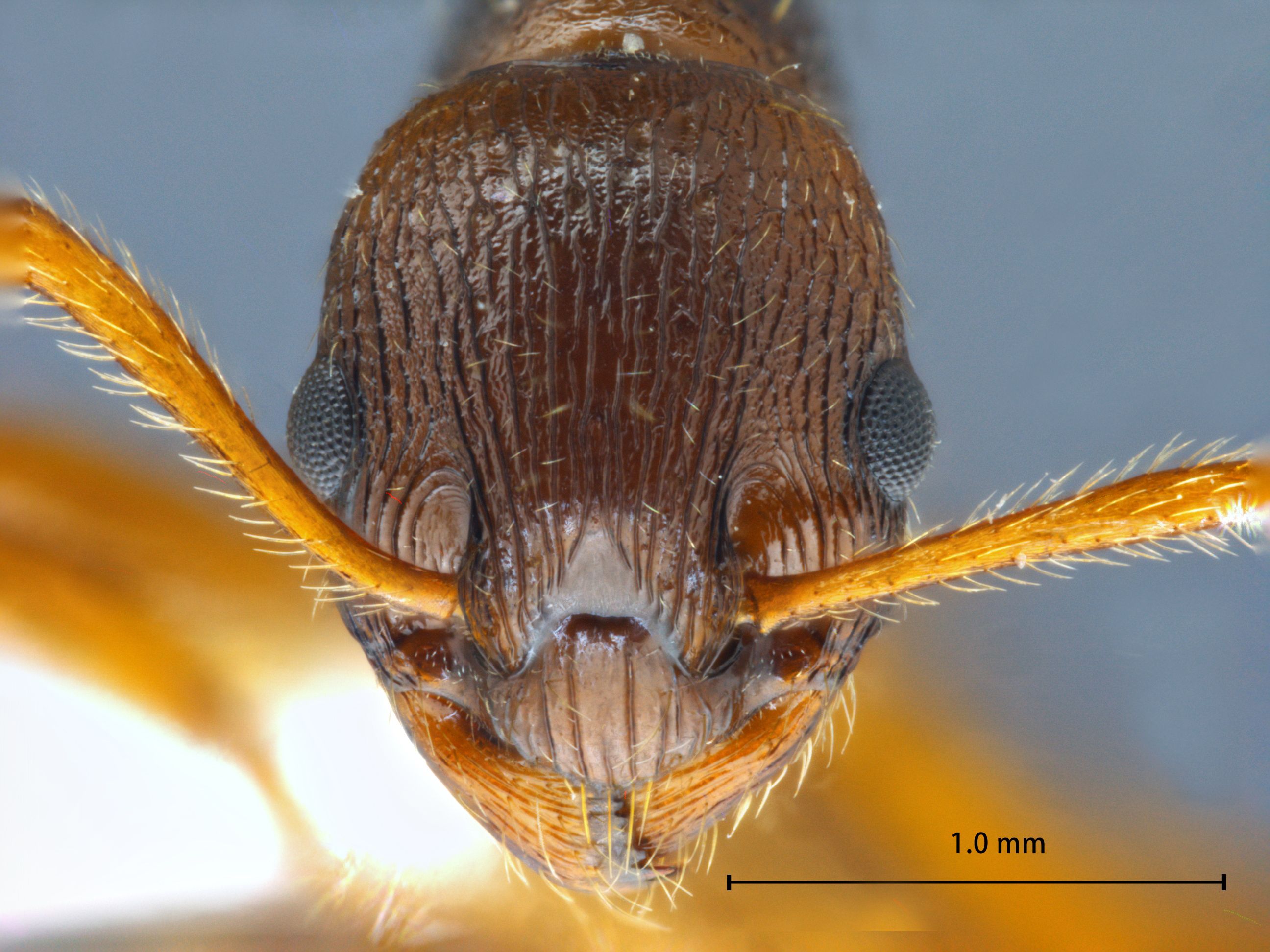 Foto Myrmica arisana Wheeler, 1930 frontal