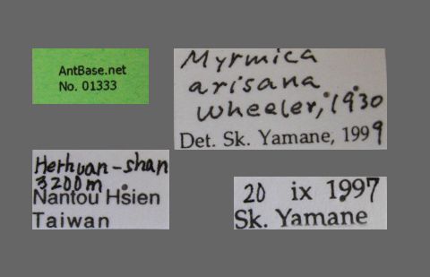 Foto Myrmica arisana Wheeler, 1930 Label