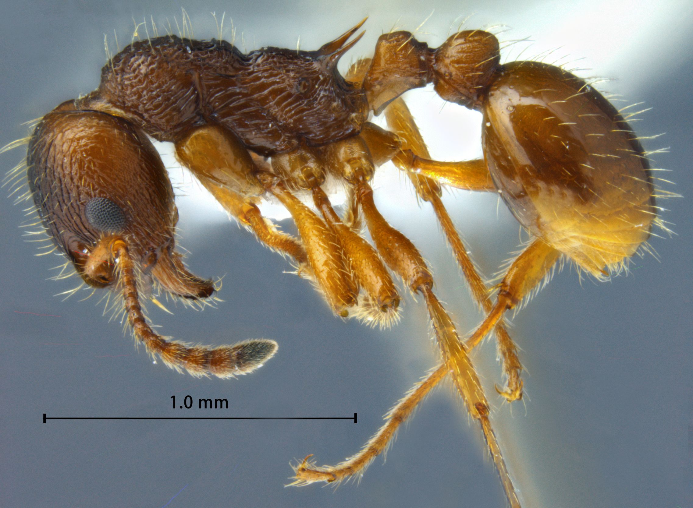 Foto Myrmica arisana Wheeler, 1930 lateral