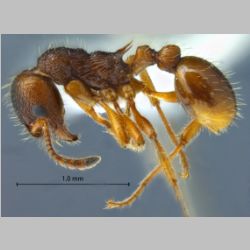 Myrmica arisana Wheeler, 1930 lateral