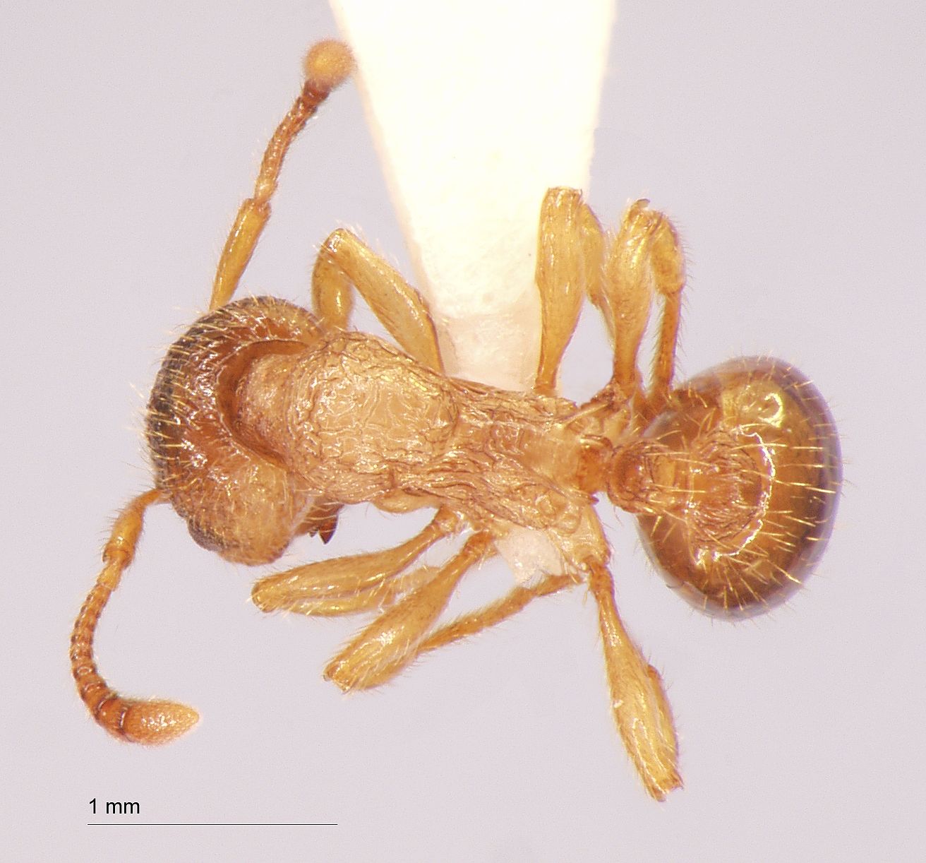 Foto Myrmica arnoldii Dlussky, 1963 dorsal