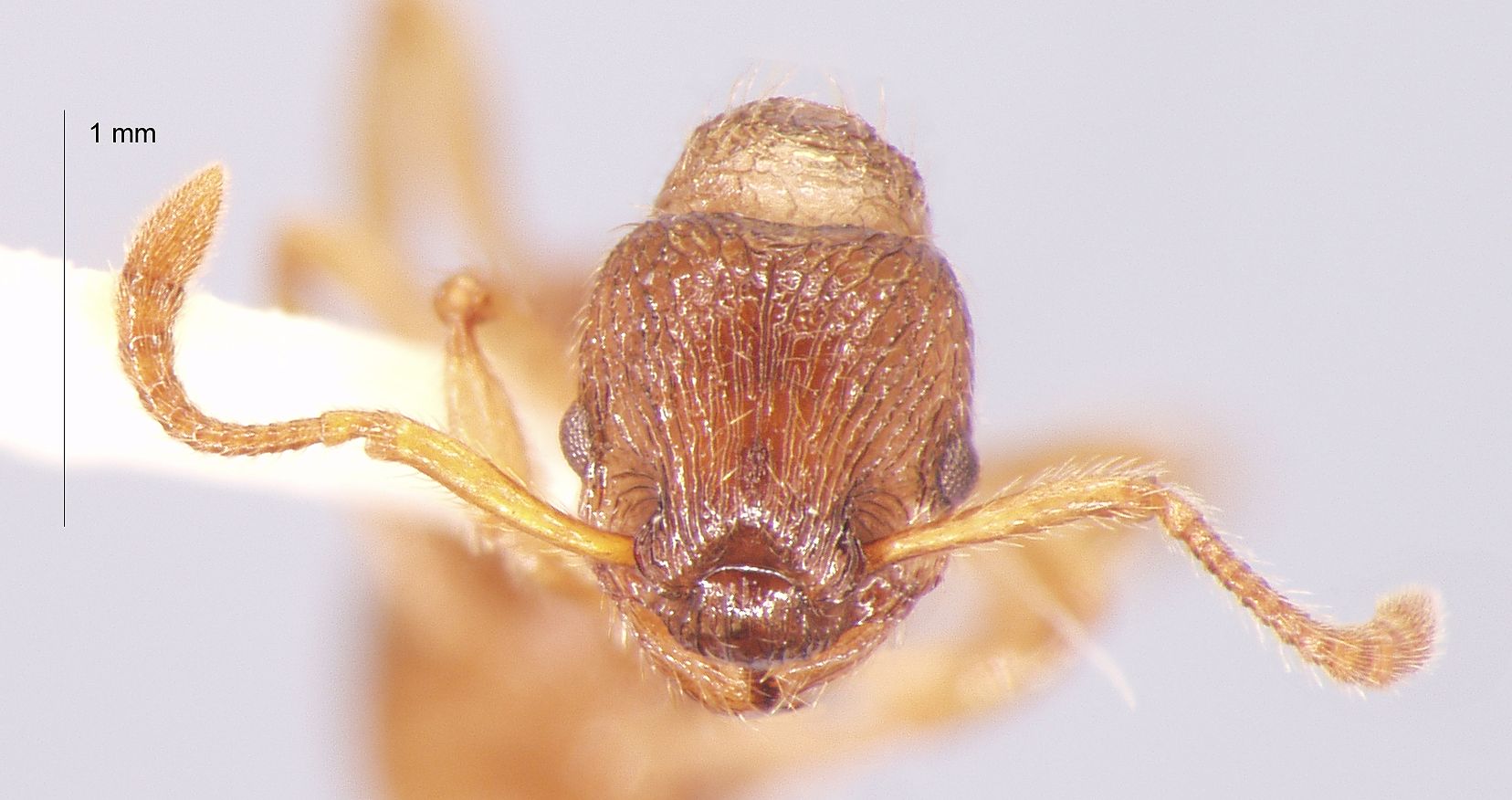 Foto Myrmica arnoldii Dlussky, 1963 frontal