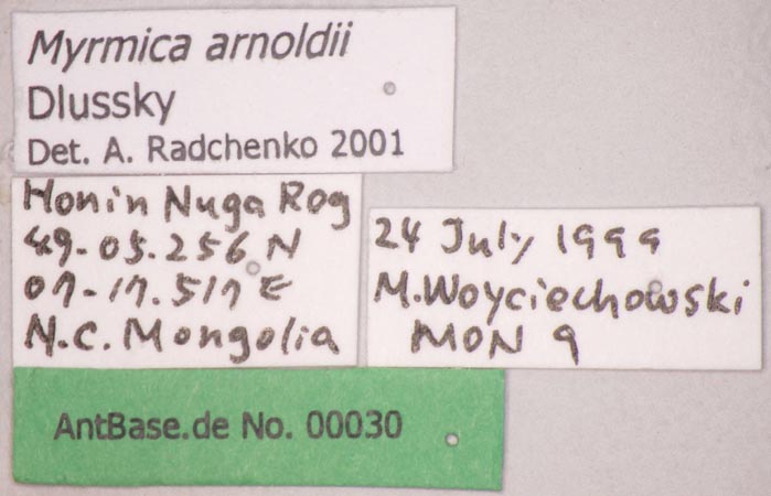 Foto Myrmica arnoldii Dlussky, 1963 Label