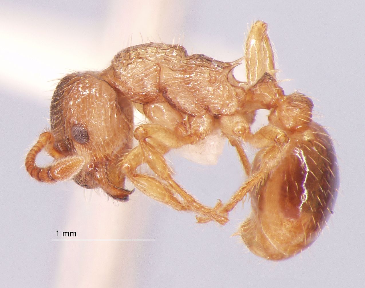 Foto Myrmica arnoldii Dlussky, 1963 lateral