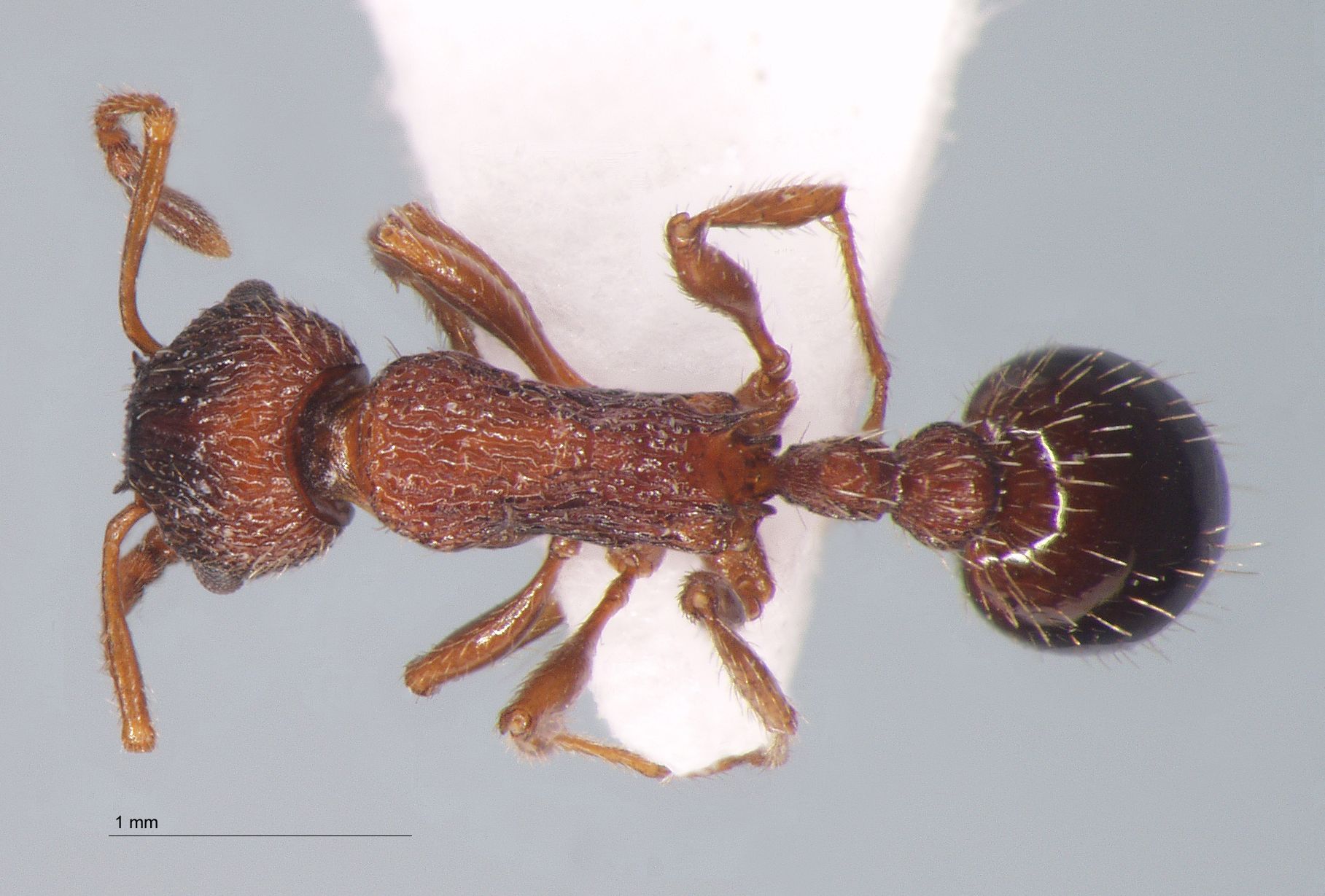 Foto Myrmica bergi Ruzsky, 1902 dorsal