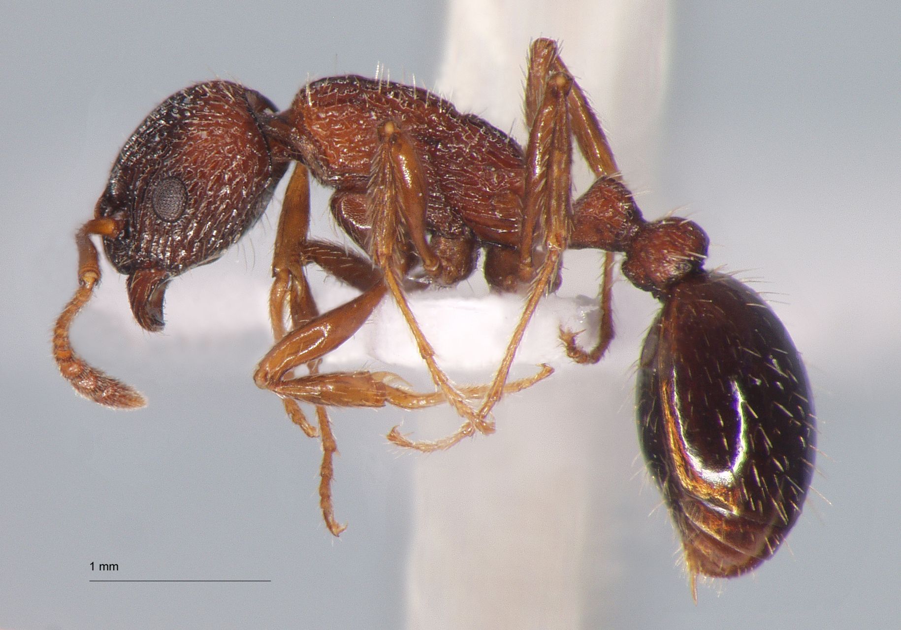 Foto Myrmica bergi Ruzsky, 1902 lateral