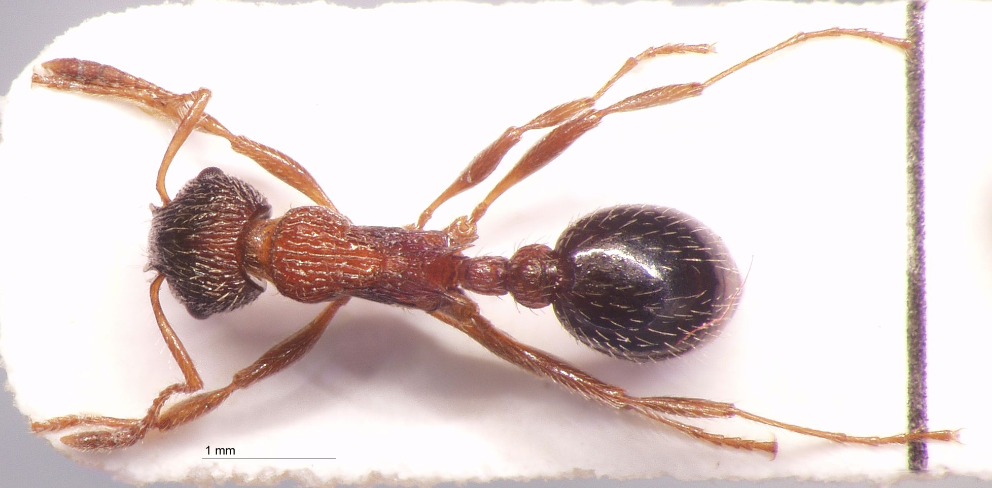 Foto Myrmica commarginata Ruzsky, 1905 dorsal